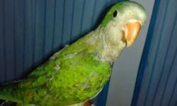 I have baby unweaned green Quakers. They are still taking formula. All very friendly. 150 each. Price will not be lower. If you want a weaned one (fully eating on its own), its $200
Also have baby sun conure for 300
White belly caique for 800
Shamrock