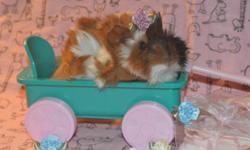 Baby guinea pigs have finally arrived!
Visit our website @ www.thislittlepiggiewenthome.weebly.com