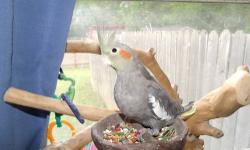 Hello I have 7 cockatiels that will be ready in the next few weeks. We have a lutino, white face,grey,and cinnamon pied. See pics below for a pic of each bird.