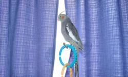 Hello I have 2 grey cockatiels that are handfed and very friendly. They are $50.00 each with hatch cert. See Pics