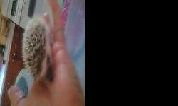 ihave 2 female baby hedgehogs that will be ready to go to a forever home in a few weeks, asking 150 each, reserve yours now with a deposit to hold until ready. handled daily and are very sweet. starting to eat on their own now. if you want both,its 200
