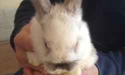 hello, I am a breeder at Yonkers,NY. I specialize in holland lops:) for more check out my website. belloconiglio.wix.com/belloconiglio.
i am selling 3 baby boys they are 8 weeks old :)