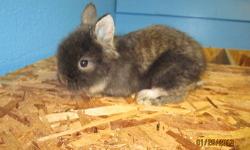 Pedigreed Netherland Dwarf and Lionhead babies will be ready for their new homes soon. The third and fourth pictures are of mom and dad, they are NOT for sale. Please see my website for more information http://kellyskrittersrabbitry.weebly.com , or email