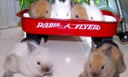 Baby Lionhead Bunnies for Christmas -free- 2-white 1-gray and 3-brown call 646-621-4127 ask for Matt