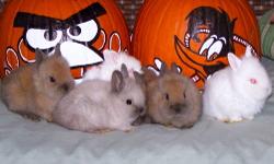12/16/2012 Baby lionhead Bunnies for Christmas presents!! free to good homes gray, and brown very cute, great with kids, ready now call 845-750-6542 ask for Joe.