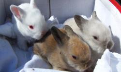 Cute and Adorable Baby Lionhead Bunnies ready on 06/25/2014 call and reserve yours today
10.00 each call 845-750-6542