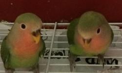 I have two baby peach faced lovebirds with green body. The birds are two to three months old. Gender is unknown. Asking price is $30 each. No shipping. Cage not included. If you are interested, please email me.