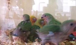 5-8 week old baby lovebirds are available ....sweet,....tame....beautiful....
txt 516 972-3860
$100-$120