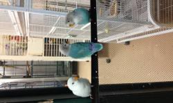 I have 2 baby Lovebirds that are weaned and ready for new homes now. $60 each. I would love for them to go together, so price for both is $100. They were hand-fed from 2 weeks of age and are very sweet and tame. Located near Bath NY 14810. Please check