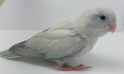 Hi, I have 2 green parrotlets 1 male and 1 female available for $80, and I have a yellow female available for $130. All birds were handfed and they should be eating on their own in another week. Please e-mail me or text me at #5166035886 Thank you. Hand