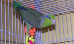 2 parent raised parrotlet babies available. A blue female and a green male. They are brother and sister not a breeding pair. They will be 6 weeks old Dec. 11. They were handled some and could be pets if worked with.