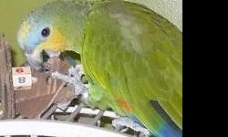 baby ring neck hand fed dna female ready now pretty lime green wet from bathing in water bowl ,can be nippy at times $175