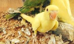 I have baby ringnecks available. Prices based on colors
Green Ringneck: $300
Blue Ringneck: $300
Yellow Ringneck: $325
The green and the blue have some feathers plucked by the parents (see the pictures). The yellow are in perfect feather. These birds can
