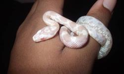 I have 3 snow corn snake babies left. They are feeding on frozen/thawed pinkies and never refused a meal. They're about 6 months old. Very healthy, hatched by my boyfriend and I.
Probable trade for an adult male/female corn snake of a different morph (no
