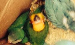 i have ONE baby Sun conure. Now 9 weeks old. Eating formula but also seeds. VERY playful. Will make a great pet for anyone. Doesn't have the nice coloration yet, but that will come within a few months, which is normal for them. Asking $325
call text or