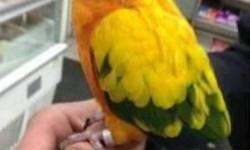 Baby sun conure available. Pretty quiet for his species. Eating seed and formula. Asking 325 including formula.
Call text or email 516-418-6481. Pick up in queens only