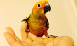 I have a few sun conure babies available. Ages range from 5 to 11 weeks old. Asking $300 each or buy 2 for $575
Call text or email 516-418-6481. All friendly