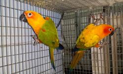 I have a couple of baby sun conures available. Ages 6-9 weeks old. Still taking formula. Very friendly. Waiting to go to their permanent home. Call text or email 347-336-5972. $325 each or two for $600