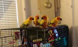 I have young one year old sun conures for sale. They do not bite and can be tamed really easily. Genders are unknown. 2 are available now. They are siblings. I took one for myself and tamed him so now he steps up and cuddles. All are perfectly healthy and