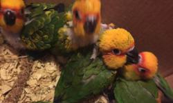 I have a few more sun conure babies available. Ages range from 6 to 12 weeks old. All super friendly. Will make great pets. $350 each or get a pair for $650
Call text or email 516-418-6481. Available to view anytime in queens
Also have baby Kakarikis,
