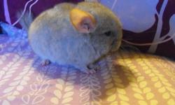 We have 2 Tan baby chinchillas for sale. They are very mild mannered and used to being handled. We have kids and They are use to children and enjoy attention. Both chinchillas are females and we born on September 9th and are ready to go to their new home.