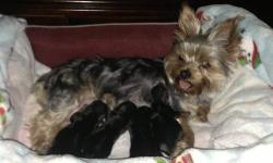 My gold and tan 2 year old Yorkshire terrier gave birth on the 23 rd of July To 2 female and 2 males . The father is a Yorkshire terrier tea cup as well . The puppies are full bred pedigrees .The mom weighs 5 lbs and the father weighed 2.5 lbs. They will