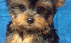 Male Yorkie Puppy, 10 weeks of age with shots and medical records available. Must be picked up locally in Brooklyn NY
Please call or Text 718 704-6773 with any questions