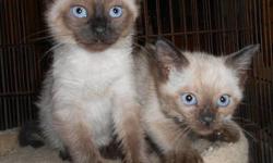 Gorgeous blue-eyed chocolate and seal point Balinese (long-haired Siamese) kittens. First vaccine, vet's certificate of good health, litter box trained. Playful, sweet-natured, loving little kittens, raised underfood in our home. $850 males, $950 females.