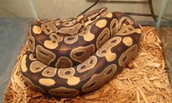 Its time for these guys to find a new home. I have 4 adult breeders.
2009 Male Mojave
2009 Female Spider
2009 Male 100% Het For Albino
2009 Female 100% Het For Albino
I would like to get rid of the pairs as sets but if you only want one in particular