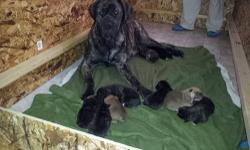 We only have 4 left!! Beautiful litter of Bandogge pups out of "Fingerlakes Bull & Bandogges" We have 5 boys and 4 girls. 4 brindle boys and 1 fawn boy. 3 brindle females and 1 fawn female. Mother is an athletic style English Mastiff and the stud is a