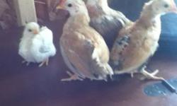 I have four bantam chicks for sale. They must all go together. They are a mixed breed of bantams but will stay quite small. I had a broody hen hatch them and raise them for about three days and then I separated them so that they could get used to being