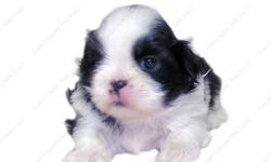 This Black and White puppy is one of a litter of 4 babies, born 10-6-12 . It is offered with Limited AKC. All our puppies are sweet, home raised, well socialized babies. all of the terms and conditions on our Website www.AEQST.com . Full AKC available to