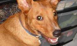 Basenji - Kody - Medium - Young - Male - Dog
Kody is a wonderful young boy who is good with people and other dogs and tolerates cats. He is house-trained, loves to play, and good on leash. The only thing this boy is not good about is raw hides, he doesn't