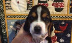 BASSET HOUND PUPPIES BORN 11/2/12, WILL BE READY AT CHRISTMAS TIME. MOM IS A TRI COLOR SMALL 13 INCH BASSET HOUND.
COLORS ARE RED/WHITE, CHOCOLATE/WHITE, AND TRI. ALL PUPS COME WITH AGE APPROPRIATE SHOTS AND WORMING, VETERINARY CHECK AND AKC PAPERWORK.
