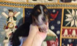 BASSET HOUND PUPPIES BORN 11/2/12, WILL BE READY AT CHRISTMAS TIME. MOM IS A TRI COLOR SMALL 13 INCH BASSET HOUND. DAD IS A LARGE RED AND WHITE WEIGHING 55 POUNDS.
COLORS ARE RED/WHITE, CHOCOLATE/WHITE, TRI, AND ONE LEMON AND WHITE . ALL PUPS COME WITH