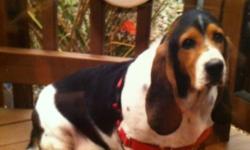 Basset Hound - Duke - Medium - Adult - Male - Dog
PLEASE HELP DUKE!!! If you don't think animals suffer when they are dumped by their owners, take a look at Duke. The first photo is of Duke in the only home he has ever known. The second photo is of Duke