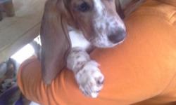 Five year old Basset Hound Tri Color Female, born 1/1/2009. Maggie is a very small female weighing 25 lbs, she is utd on all shots including Rabies this year. She is AKC registered, born here in 2009 on new years eve. She is extremely loving, and just