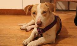 Basset Hound - Honey - Medium - Adult - Female - Dog
Honey, about one year old, is a Corgi/Bassett Hound mix and a poster-dog for resiliency. She is a very happy, healthy and extremely affectionate dog -- you would never know that she had been thrown out