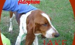 Basset Hound - Jake And Earl - Medium - Young - Male - Dog
PLEASE MEET JAKE AND EARL.... They are Bassett Hound/Walker Mixes. 8 months old and UTD on their shots. E We would like to see them both go to the same home if possible. Adoption Application and