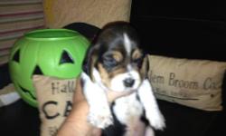 Basset Hound Puppies Born 9/15/12 two females available both are tri colored. Both parents are on premesis. Mom is an American Basset , she is mahogany with a black blanket and white paws. Dad is a large tri colored American Basset Hound. Please call to