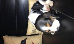 READY NOW: Basset Hound Puppies Born 9/11/12 two males left, they are red and white. Both parents are on premesis. Mom has over forty championships in her back ground from her european and appalachian blood lines. Dad is a large tri colored American