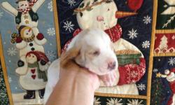 BASSET HOUND PUPPIES BORN 11/8/12, WILL BE READY AT CHRISTMAS TIME. MOM IS LEMON AND WHITE AND SMALL 13 INCH BASSET HOUND, DAD IS A 57 POUND TRI COLOR.
COLORS ARE LEMON AND WHITE, AND TRI . ALL PUPS COME WITH AGE APPROPRIATE SHOTS AND WORMING, VETERINARY