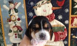 BASSET HOUND PUPPIES BORN 11/8/12, WILL BE READY AT CHRISTMAS TIME. MOM IS LEMON AND WHITE AND SMALL 13 INCH BASSET HOUND.
COLORS ARE LEMON AND WHITE, AND TRI . ALL PUPS COME WITH AGE APPROPRIATE SHOTS AND WORMING, VETERINARY CHECK AND AKC PAPERWORK.