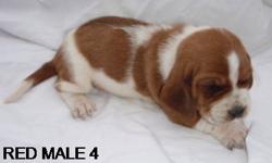 PUPPIES WILL BE READY FOR THEIR NEW HOMES ON NOV 14TH WE HAVE 5 AVAILABLE 2 MALES AND 3 FEMALES THEY WILL COME WITH PAPERS 1ST PUPPY SHOT AND DEWORMED, BOTH PARENTS ARE ON SITE AND CAN BE VIEWED ON MY WEBPAGE AT http://countrybassets4u.webs.com/ I WILL BE