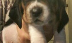 Tri Color European and Appalachian Big Foot Basset Hound Puppies for Sale:
9/1/2014 currently five weeks old.
Located in upstate new york, AKC registered with limited papers, full registration can be added for an additional fee of $150.00. I can send