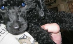 This is Baxter, a playful, cuddly black male miniature poodle. Mini poodles stand between 12-15 inches at the shoulder (about knee-high), and weigh 15-17 pounds when full grown. Baxter comes from very fine champion lines. He is extremely loving and would