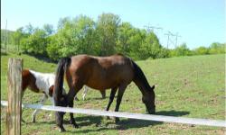 Brandy is a very nice bay brood mare and has produced some very nice foals. She is not broke to ride but is started under saddle and has had a person on her back. Start her your own way or breed her. Would make great hunter type horse. She has just
