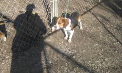 I have a 3 year old male beagle for sale that is on the smaller side he is about a 11 inch beagle he hunts and listens good.
