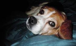 Beagle - Annie - Small - Adult - Female - Dog
Hi! My name is Annie, and I am an incredibly sweet, silly, friendly, loving, and 7-8 years young, spayed, female Beagle! Beagles have a reputation for being vocal, but I am a very quiet girl. If i really want