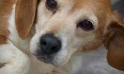 Beagle - Beauregard - Small - Adult - Female - Dog
Beau is extremely affectionate.he is a gentle dog who is just looking for someone to love. Maybe that could be you. He is neutered and behaves very well. he loves kids and gets along with other dogs and
